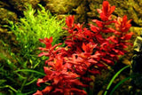 Rotala Macrandra red