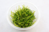 Weeping Moss Tissue Culture