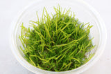 Weeping Moss Tissue Culture