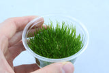 Flame Moss (Tissue Culture)