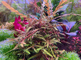 Hygrophila Pinnatifida