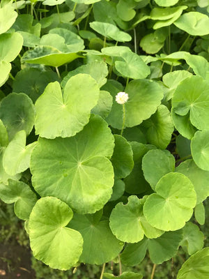 Giant Cardamine paludarium
