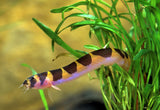 Kuhli Loach