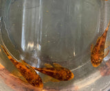 MARBLED CALICO BRISTLENOSE CATFISH 2.5CM - LOCALLY BRED