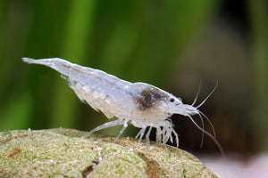 Snowball Cherry Shrimp sale