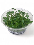 Lobelia cardinalis Tissue Culture Cup