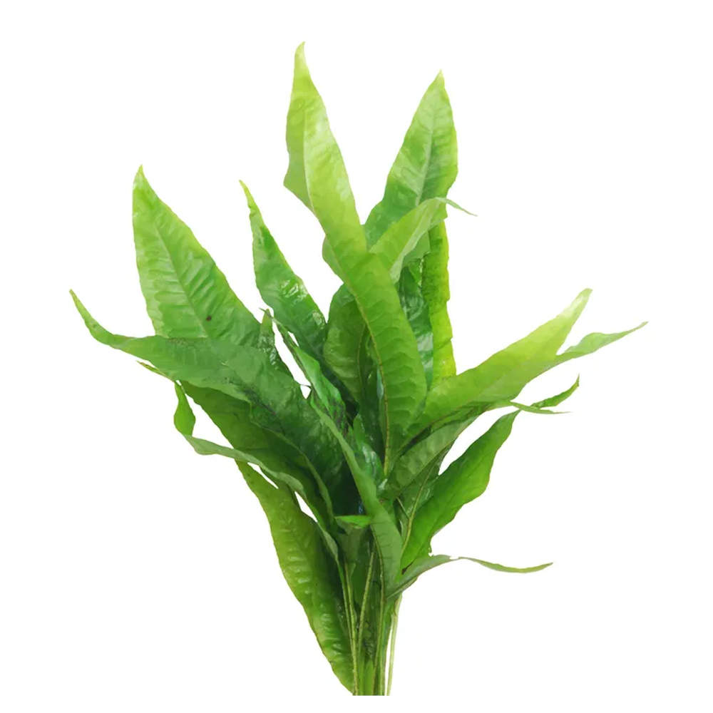 Java Fern Indo Indo Micro Java Fern for Sale | Aquafy