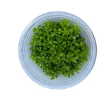 Monte Carlo Tissue Culture Cup