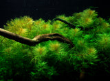 Myriophyllum "Parrots Feather"