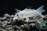 Corydoras Julii 3cm