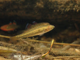 Native Firetail Gudgeons