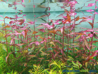 Persicaria Sp "Sao Paulo"