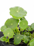 Pennywort plant