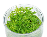 Pogostemon Helferi Tissue Culture