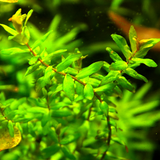 Rotala Macrandra