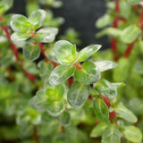 Rotala Rotundifolia