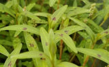 Persicaria Sp "Sao Paulo"