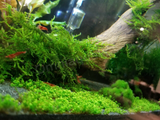 Aquarium Root Tabs