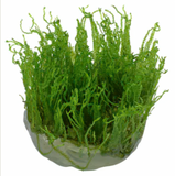 Taiwan moss (Tissue Culture)