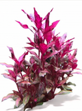 Alternanthera Rosanvervig sale