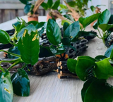 Anubias Plant on Driftwood