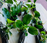 Anubias Plant on Driftwood