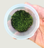 Plagiomnium Moss “Terrarium Moss” Tub