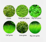 Aquarium Plant Seeds