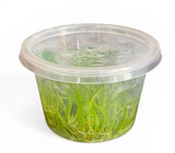Dwarf Hairgrass Tissue Culture