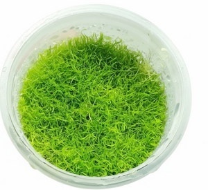 Utricularia graminifolia Tissue Culture