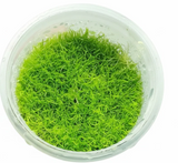 Utricularia graminifolia Tissue Culture