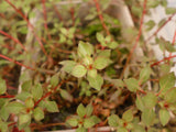 Super Red Ludwigia 