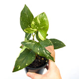 Syngonium Bare Root Various Colours