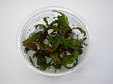 Hygrophila Pinnatifida Tissue Culture