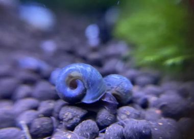 blue ramshorn snail algae cleaner