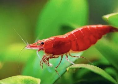 Red cherry shrimp algae cleaner for sale