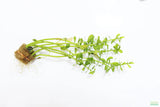 aquarium plants