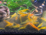 Yellow Cherry Shrimp