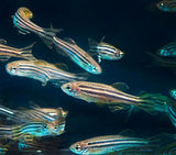 A School of Zebra Danios