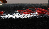 Shrimp Snow Flake