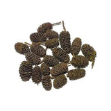 Alder Cones 