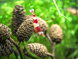 Alder Cones for Shrimp