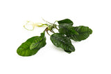 Anubias Coffeefolia