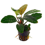 Anubias Coffeefolia for sale