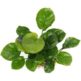 Anubias Coin