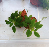 Anubias Pangolino Dragon Claw
