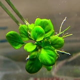 Anubias Coin