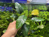 Anubias Coffeefolia