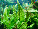 Aquarium plant java fern