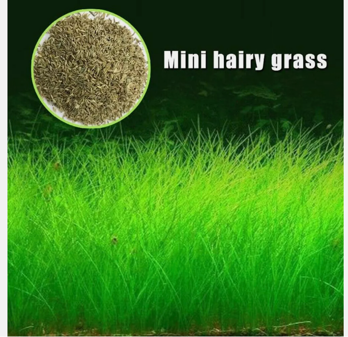 underwater plant seeds Aquarium Plant Seeds for Sale